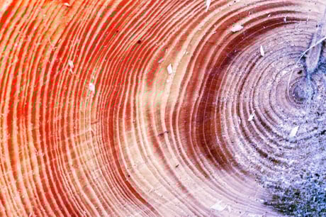 A fák évgyűrűi feltárhatják a víztakarékosság jövőjét