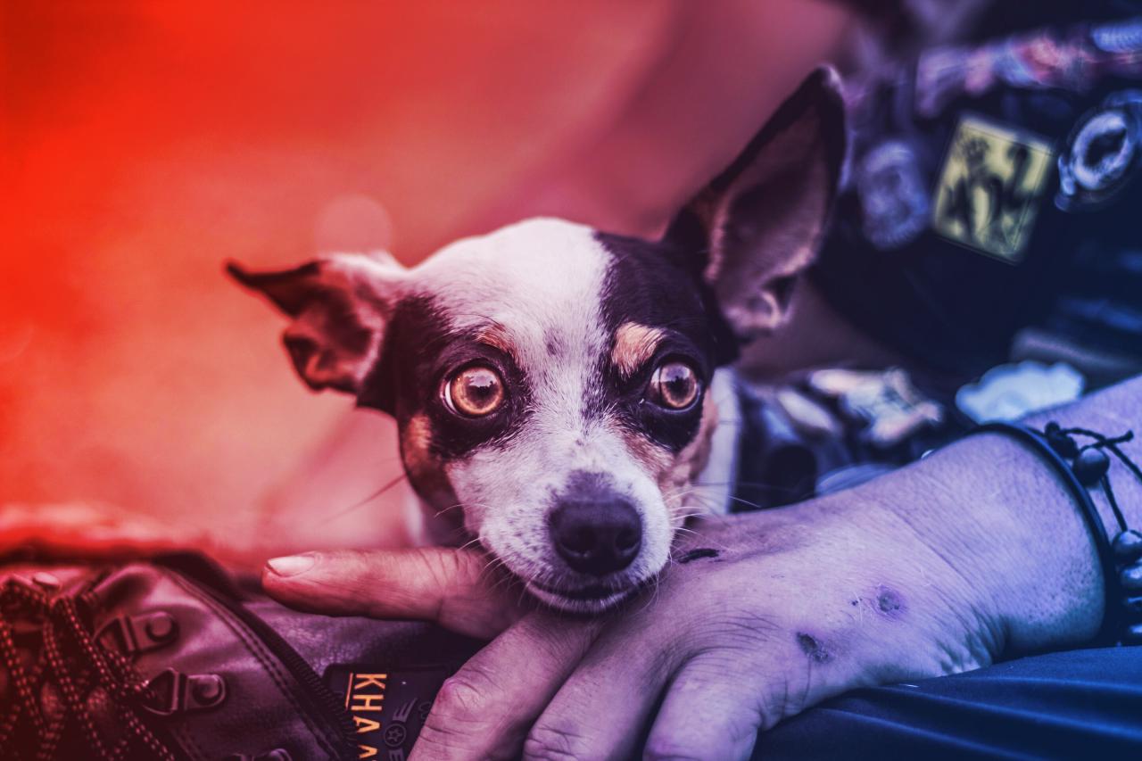 A gazdik gyakran félreolvassák saját kutyájuk érzelmeit