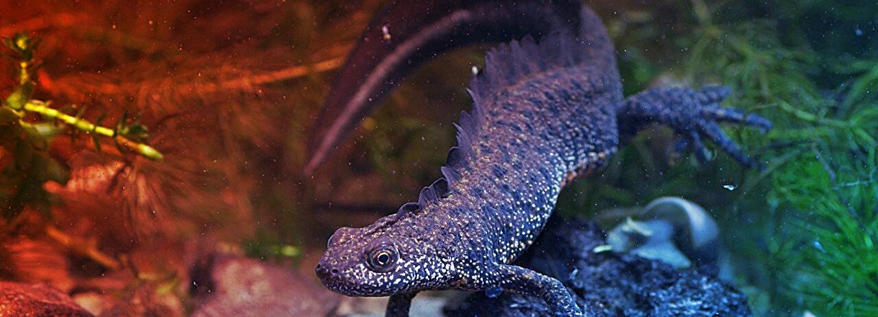 A gőték láthatatlan genetikai csapdába estek