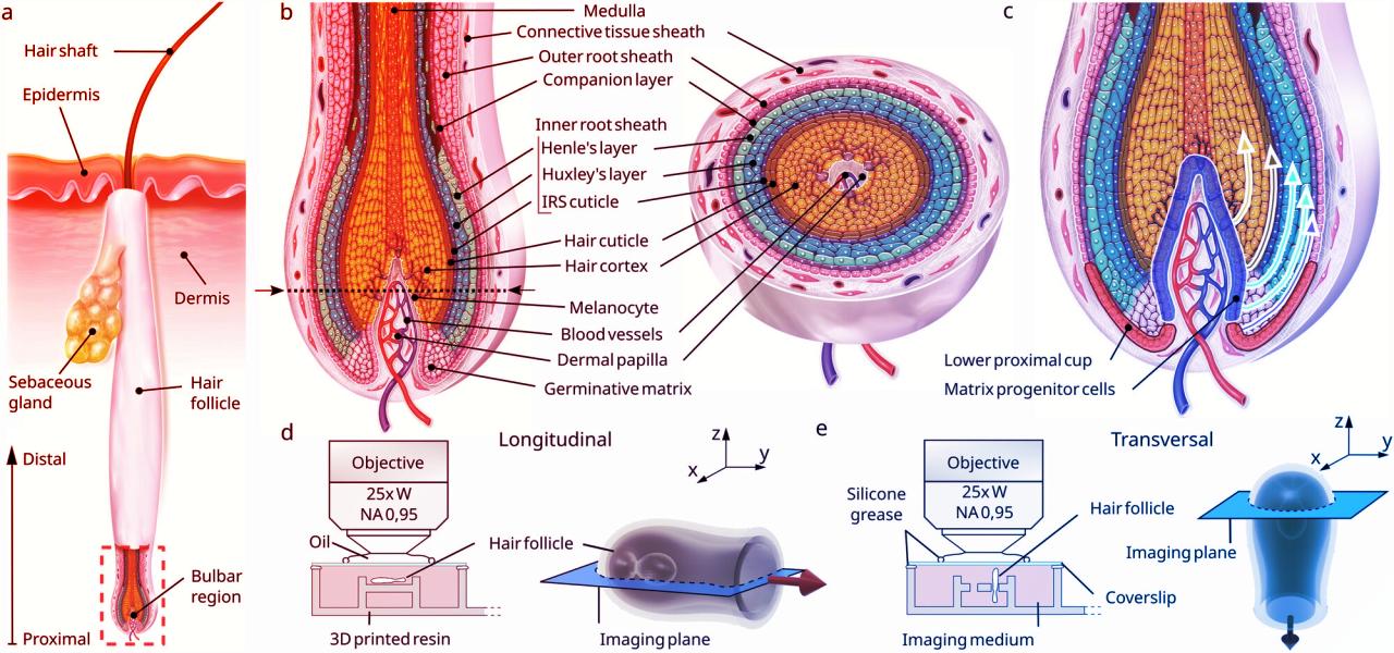 A haj nem nő: láthatatlan erő húzza felfelé