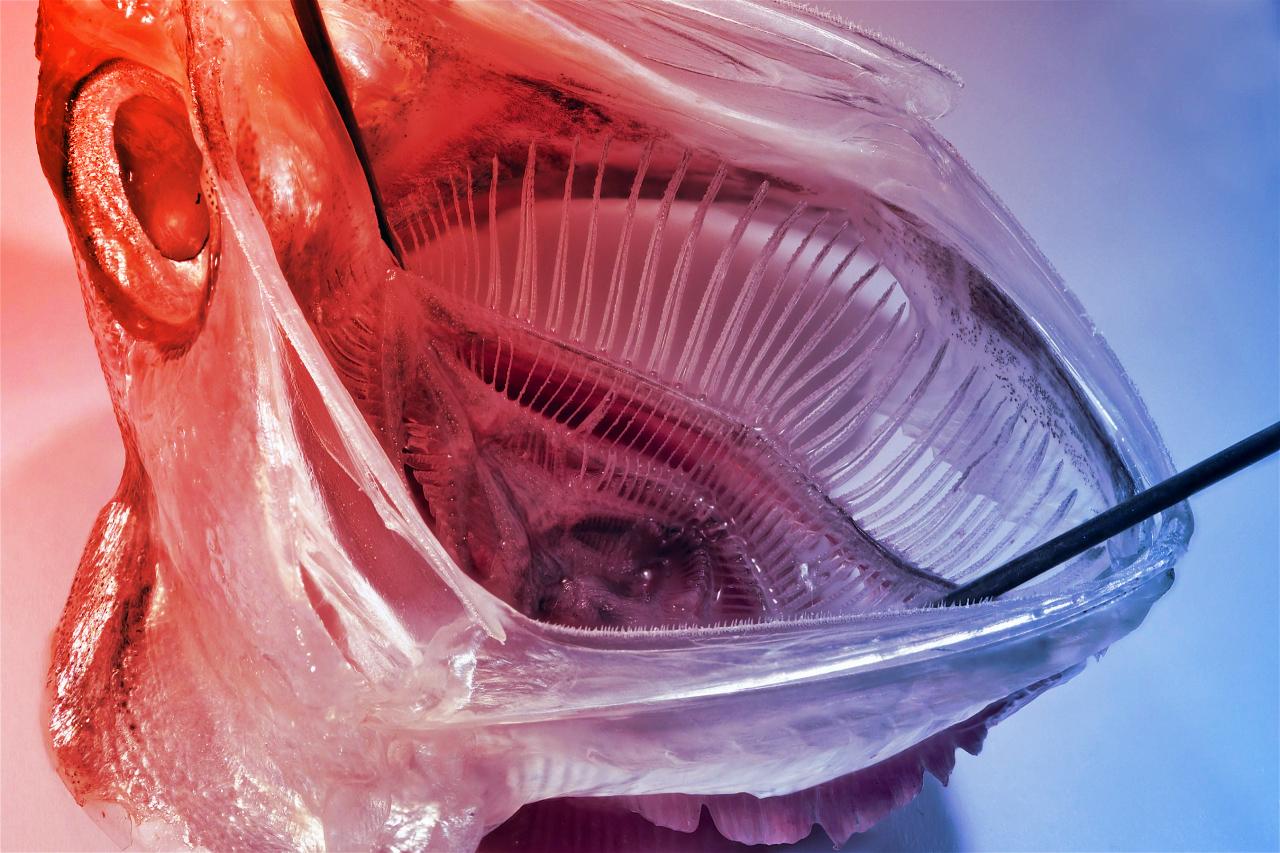 A halakról mintázott szűrő áttörést hozhat a mikroplasztikák kiszűrésében