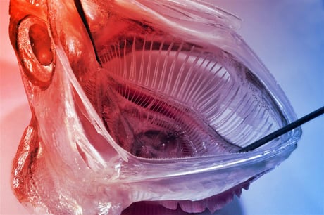 A halakról mintázott szűrő áttörést hozhat a mikroplasztikák kiszűrésében