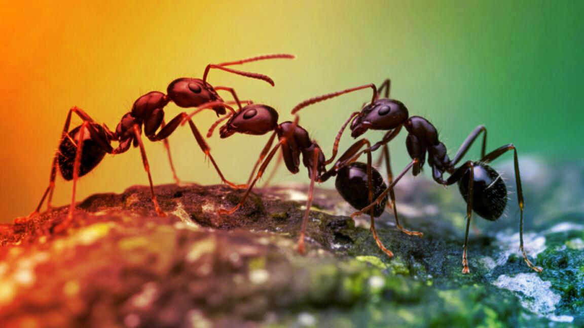 A hangyák titkos fegyvere: a tömeg leveri a páncélt?