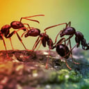 A hangyák titkos fegyvere: a tömeg leveri a páncélt?
