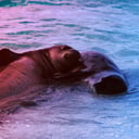 A hawaii barátfókák titokzatos, ősi dallamai