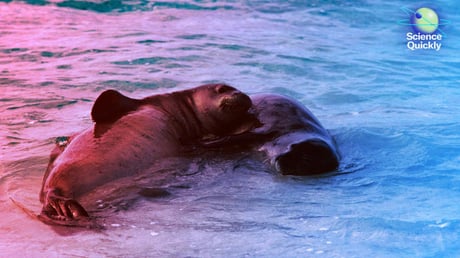 A hawaii barátfókák titokzatos, ősi dallamai