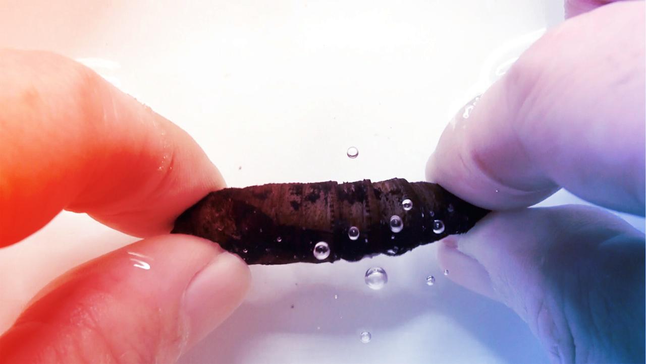 A hernyóbábok kígyóként sziszegnek, hogy elriasszák a ragadozókat