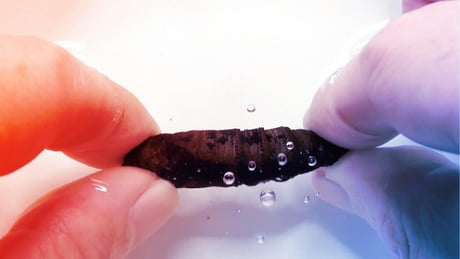 A hernyóbábok kígyóként sziszegnek, hogy elriasszák a ragadozókat