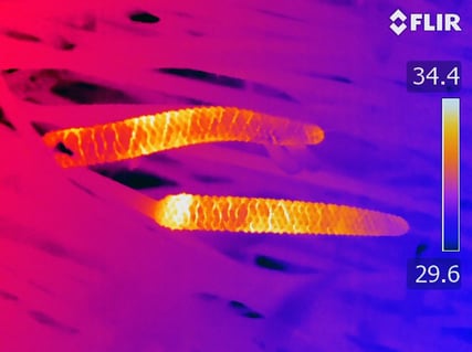 A hővel csábító növények titkai: élet a virágzás előtt