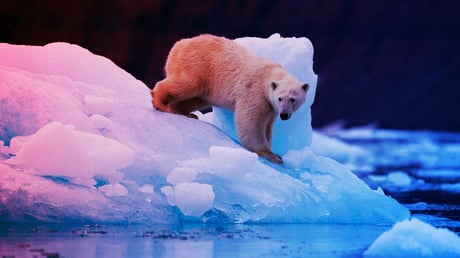 A jegesmedvék titkos fegyvere: ugráló gének a túlélésért