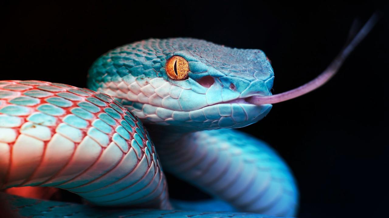 A kígyók hőlátása költözik az okostelefonokba