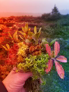 A klímaváltozás elnyelheti Európa utolsó lápjait