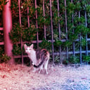 A kóbor macskák titkai hozhatják vissza a walesi vadmacskákat