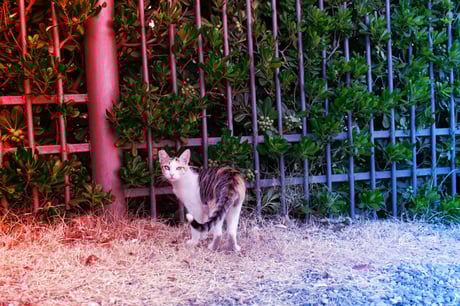 A kóbor macskák titkai hozhatják vissza a walesi vadmacskákat