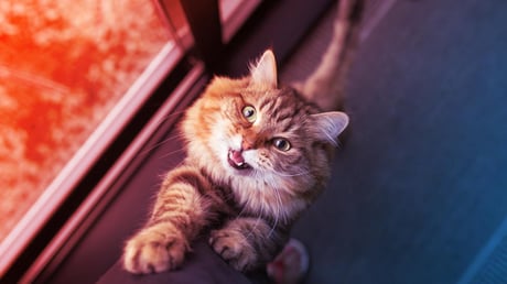 A meglepő ok, amiért a macskák többet nyávognak a férfiaknak