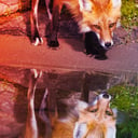 A MI-mentes Waterfox visszacsábítja a csalódott Firefox-rajongókat