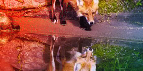 A MI-mentes Waterfox visszacsábítja a csalódott Firefox-rajongókat