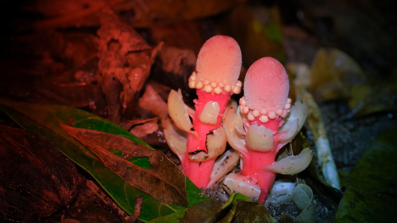 A nagy csavar: az álmocskagomba nem is gomba