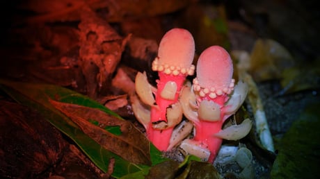 A nagy csavar: az álmocskagomba nem is gomba