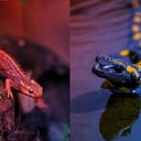 A nagy rejtély: miben tér el a gőte a szalamandrától?