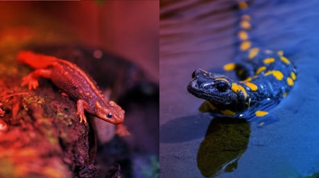 A nagy rejtély: miben tér el a gőte a szalamandrától?