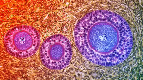 A petesejt megfiatalítható? Itt a termékenységi áttörés