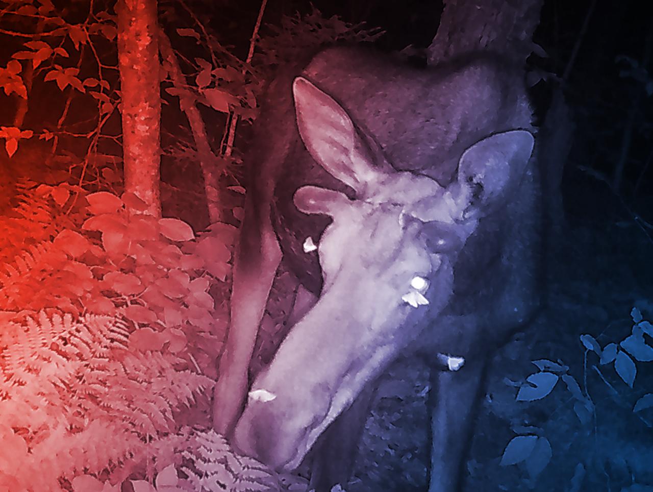 A pimasz lepkék a jávorszarvas könnyeit is kiszívják