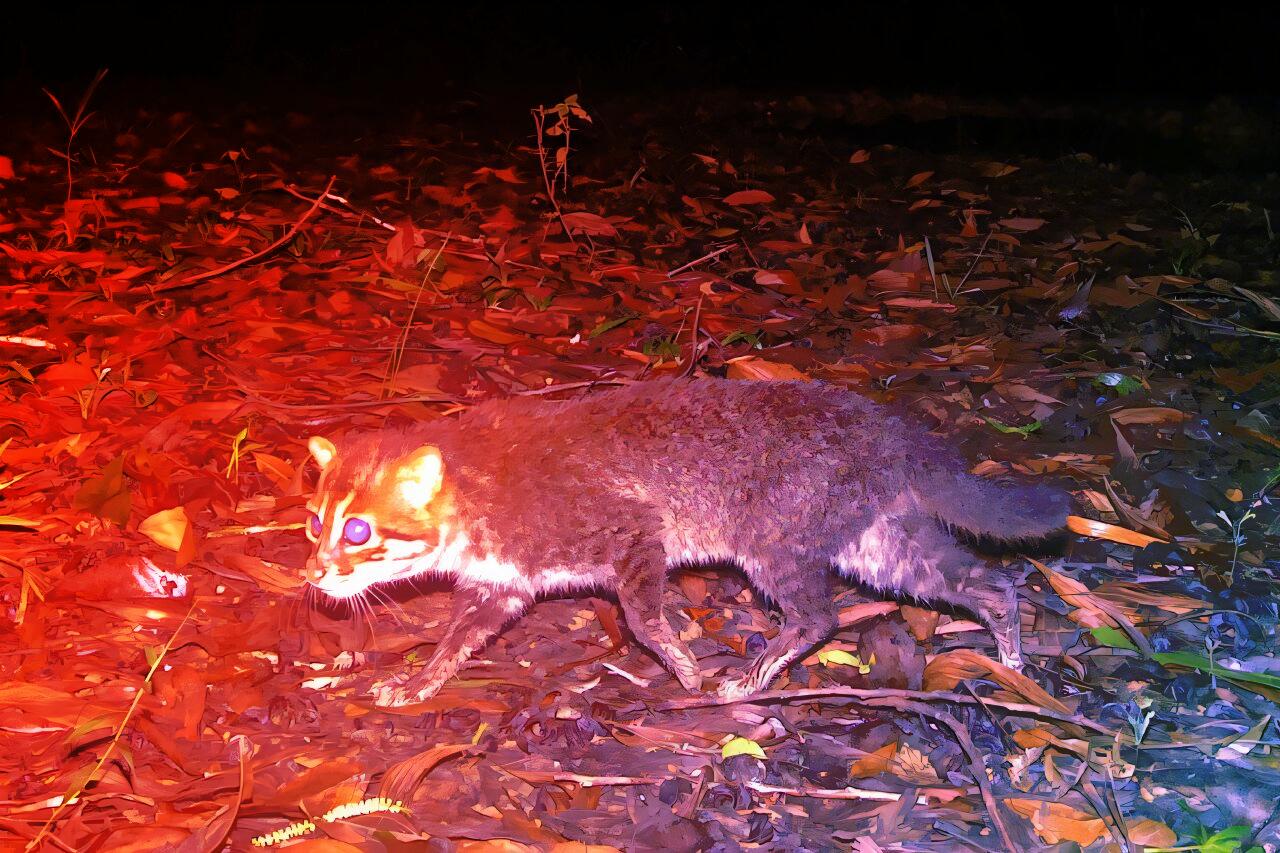 A rég eltűnt vadmacska visszatért Thaiföldre