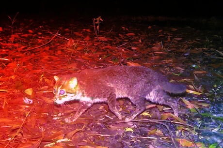A rég eltűnt vadmacska visszatért Thaiföldre