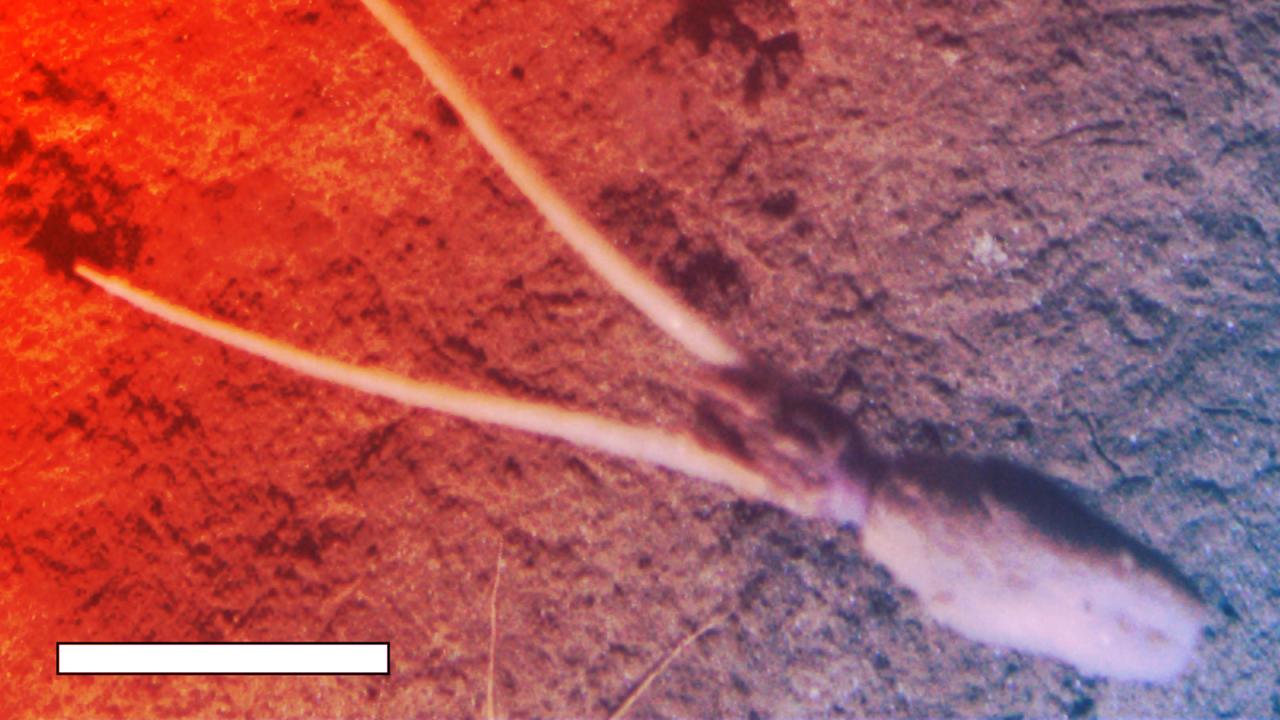 A rejtélyes, iszapban bujkáló tintahal megdöbbentette a kutatókat