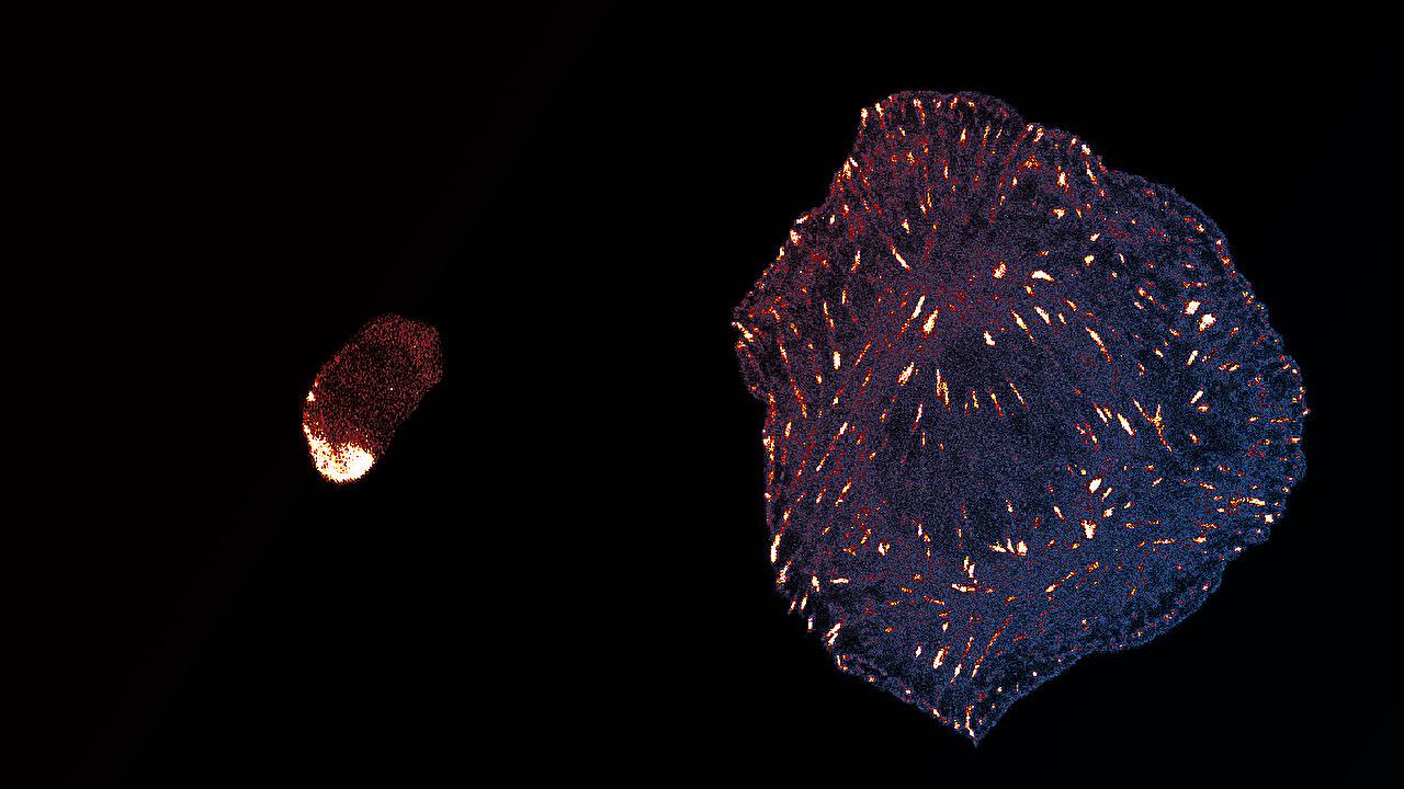 A sejtek összetapadásának ősi titkai: a talin színre lép