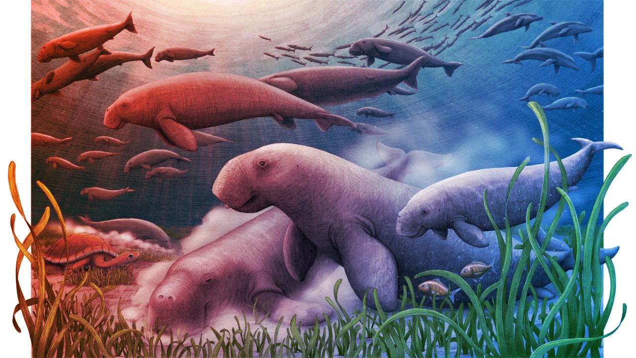 A sivatagban rejtőző katari tengeritehén 21 millió éves titka