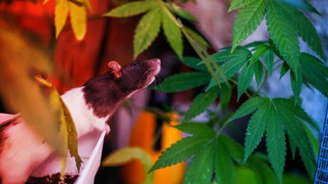 A stresszes patkányok gyorsabban válnak függővé a kannabisztól
