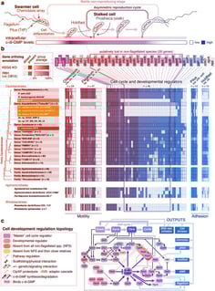 A svéd tavak titokzatos baktériumai őrzik az élet kulcsát