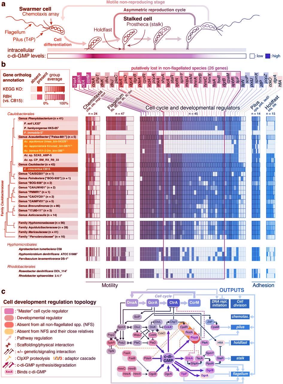A svéd tavak titokzatos baktériumai őrzik az élet kulcsát
