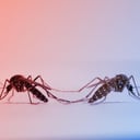 A színes szúnyogok forradalma: így állítjuk meg a betegségeket