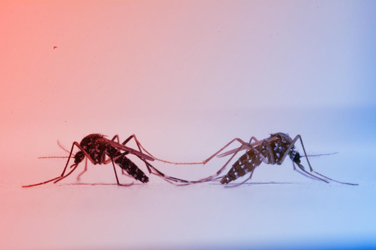 A színes szúnyogok forradalma: így állítjuk meg a betegségeket