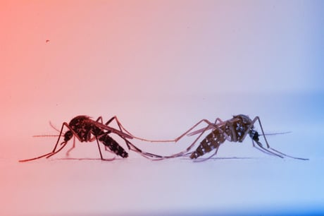 A színes szúnyogok forradalma: így állítjuk meg a betegségeket