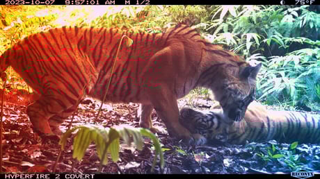 A szumátrai tigris visszatér: váratlanul nő az állomány