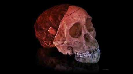 A Taung-gyermek: hogyan vált Afrika az emberiség bölcsőjévé