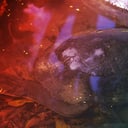 A teknősök páncélja: Valójában mire jó?