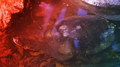 A teknősök páncélja: Valójában mire jó?