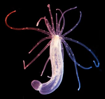 A tengeri rózsa ősi titka: az állati sejttípusok eredete