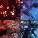 A tengeri sünök rejtélyes pusztulása: világjárvány tarol az óceánokban?