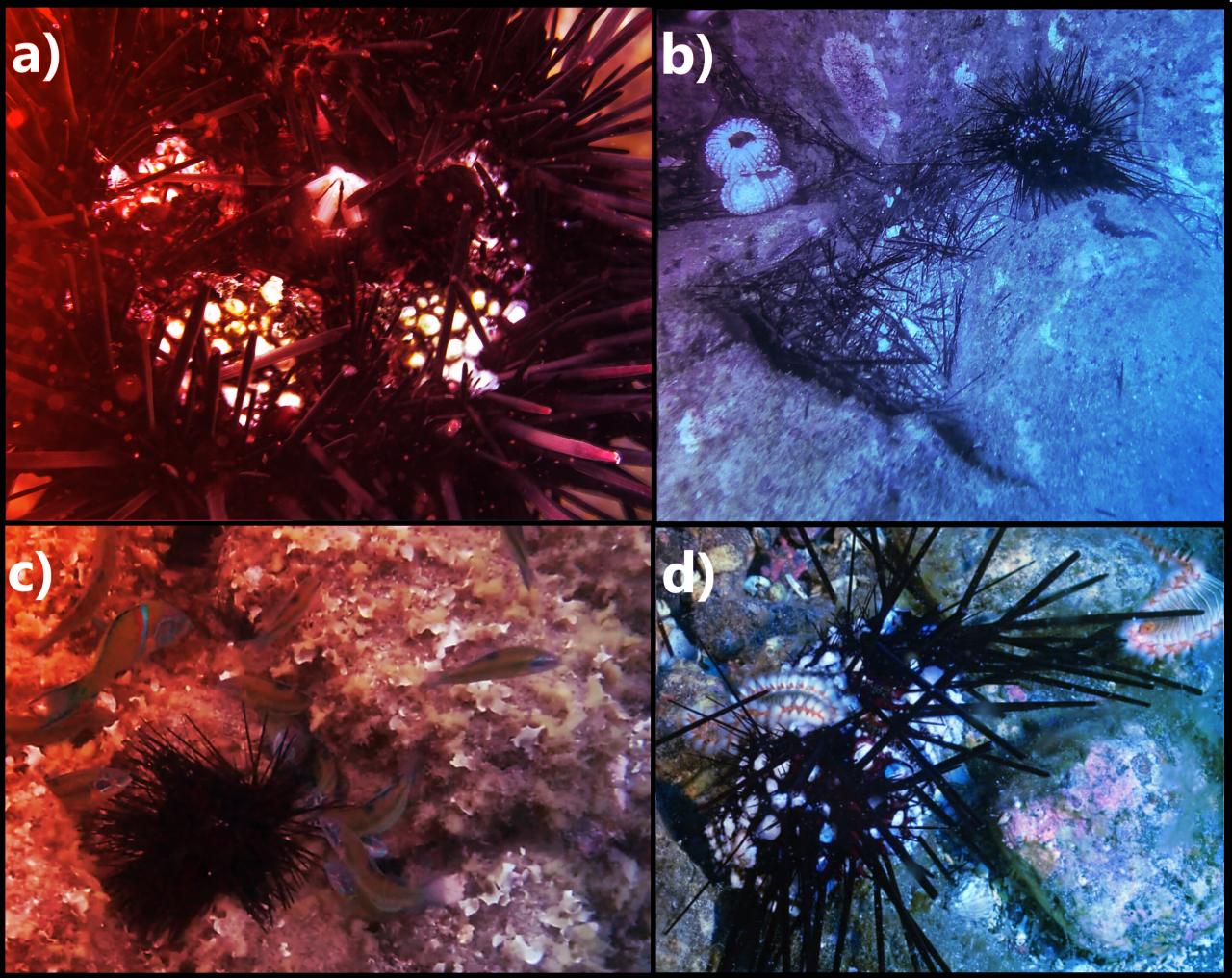 A tengeri sünök rejtélyes pusztulása: világjárvány tarol az óceánokban?