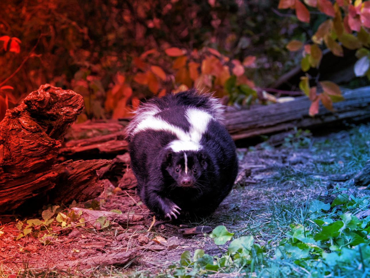 A transzplantált vese halálos titka: veszettség ölte meg a beteget