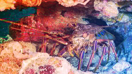 A túlélési ösztön csapdája: miért menetelnek a homárok a halálba?