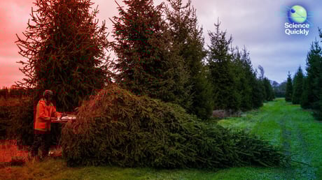 A valódi karácsonyfák jövője: harc a hőhullámokkal és aszállyal