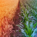 A vegyes ültetés megmentheti a gazdákat – és a bolygót