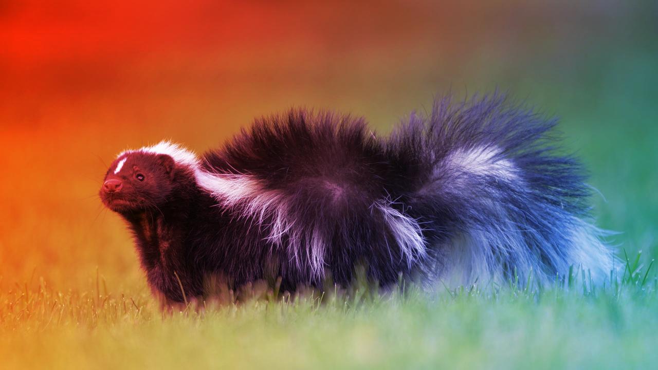 A veszettség az átültetett veséből ütött rajta: végzetes tanulságok